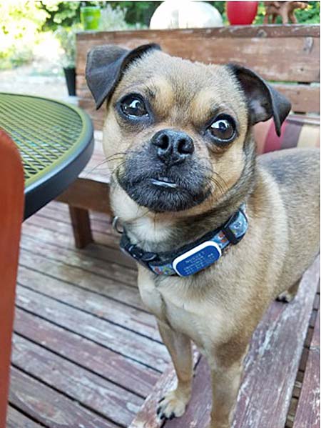 A small dog on his deck