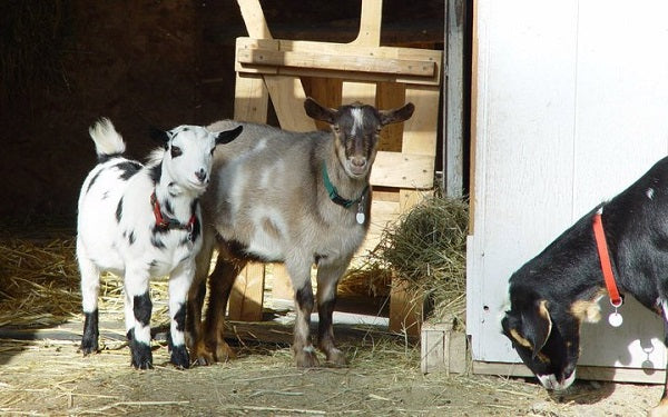 3 goats with stainless steel round pet tags