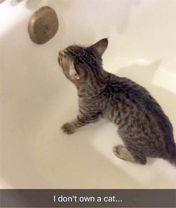 A kitten in a bathtub.