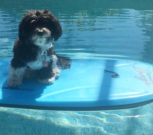 Sophie on the paddle board