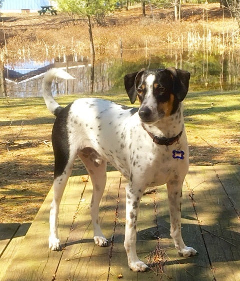 Sparky is showing off his blue bone shaped enamel jewelry tag