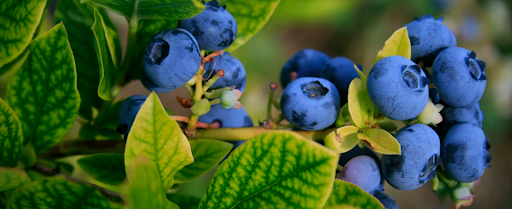 Blueberries stemming from a branch 