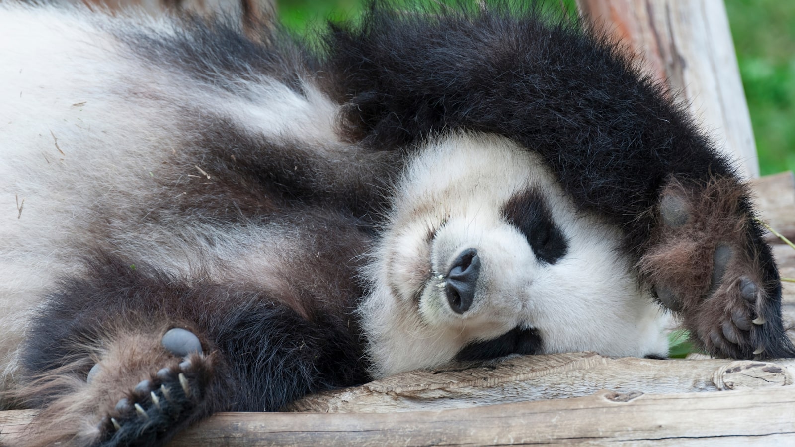 Image with a panda gentle closing eyes and taking a nap