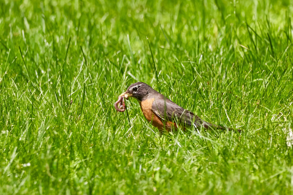 Bird sitting between green grass with a worm in the beak 