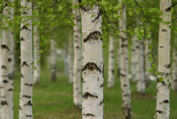 It’s all about that Birch