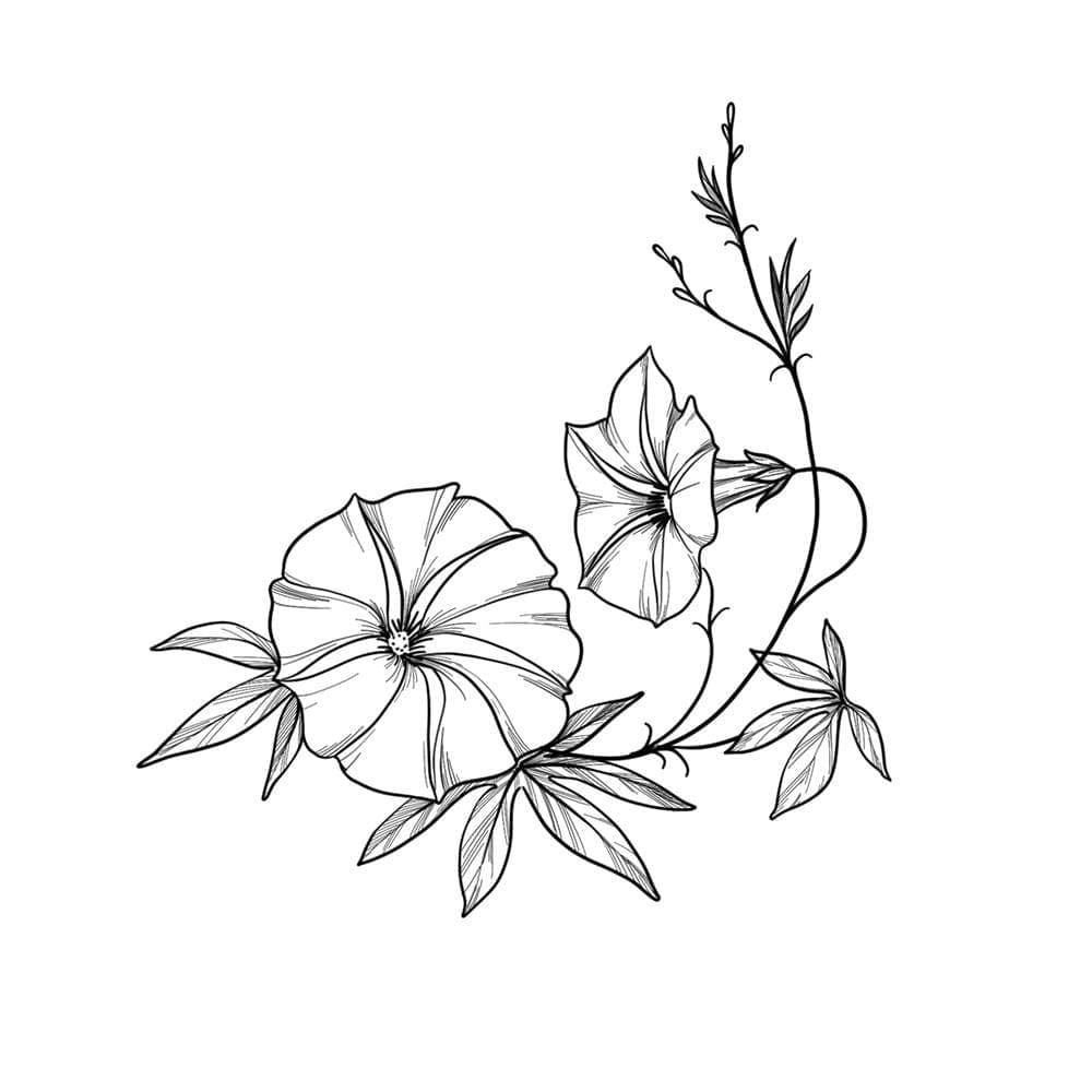 590 Morning Glory Flower Drawing Illustrations RoyaltyFree Vector  Graphics  Clip Art  iStock