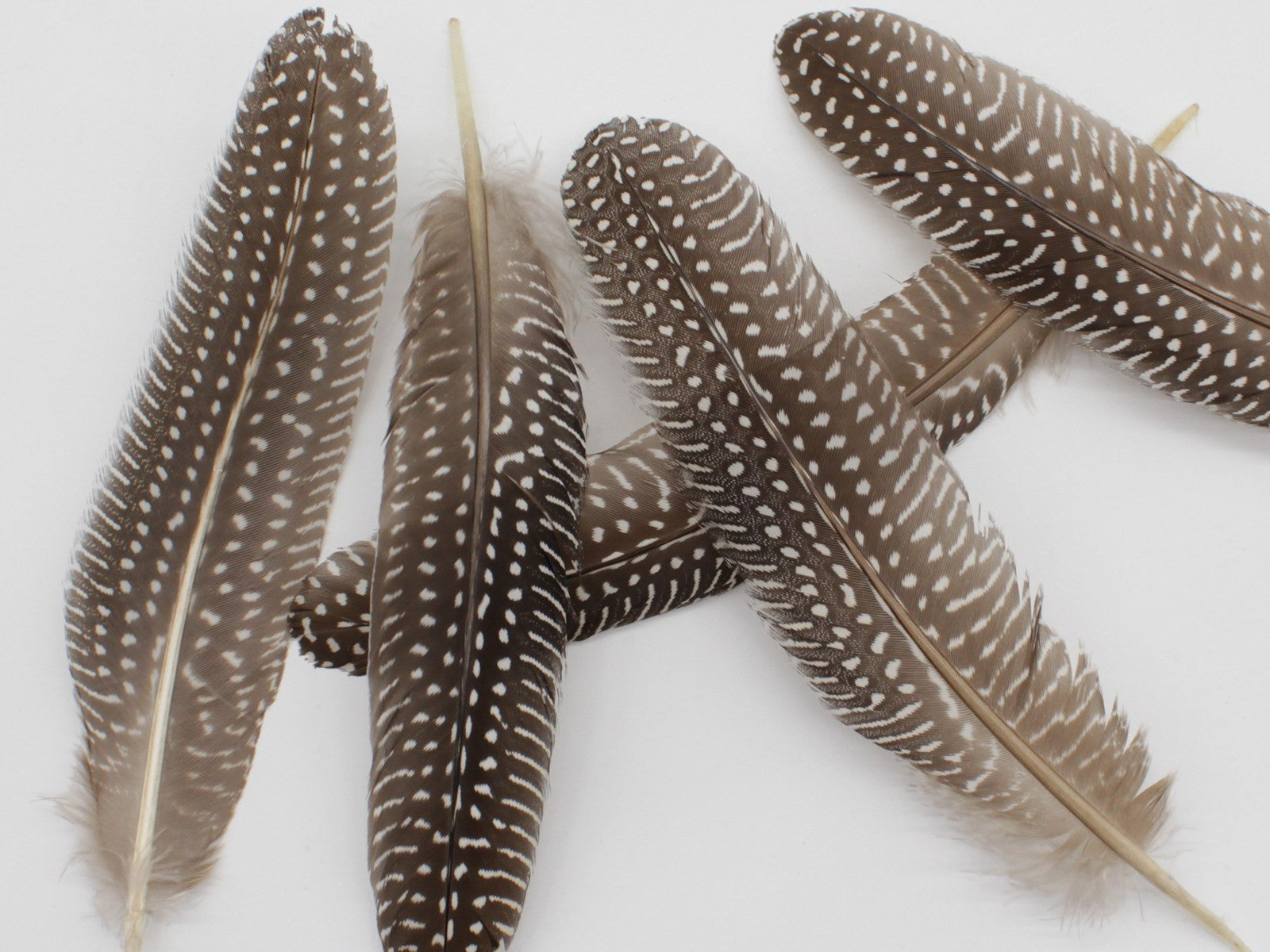 Polka Dot Guinea Fowl Wing Quills – Feather Buy