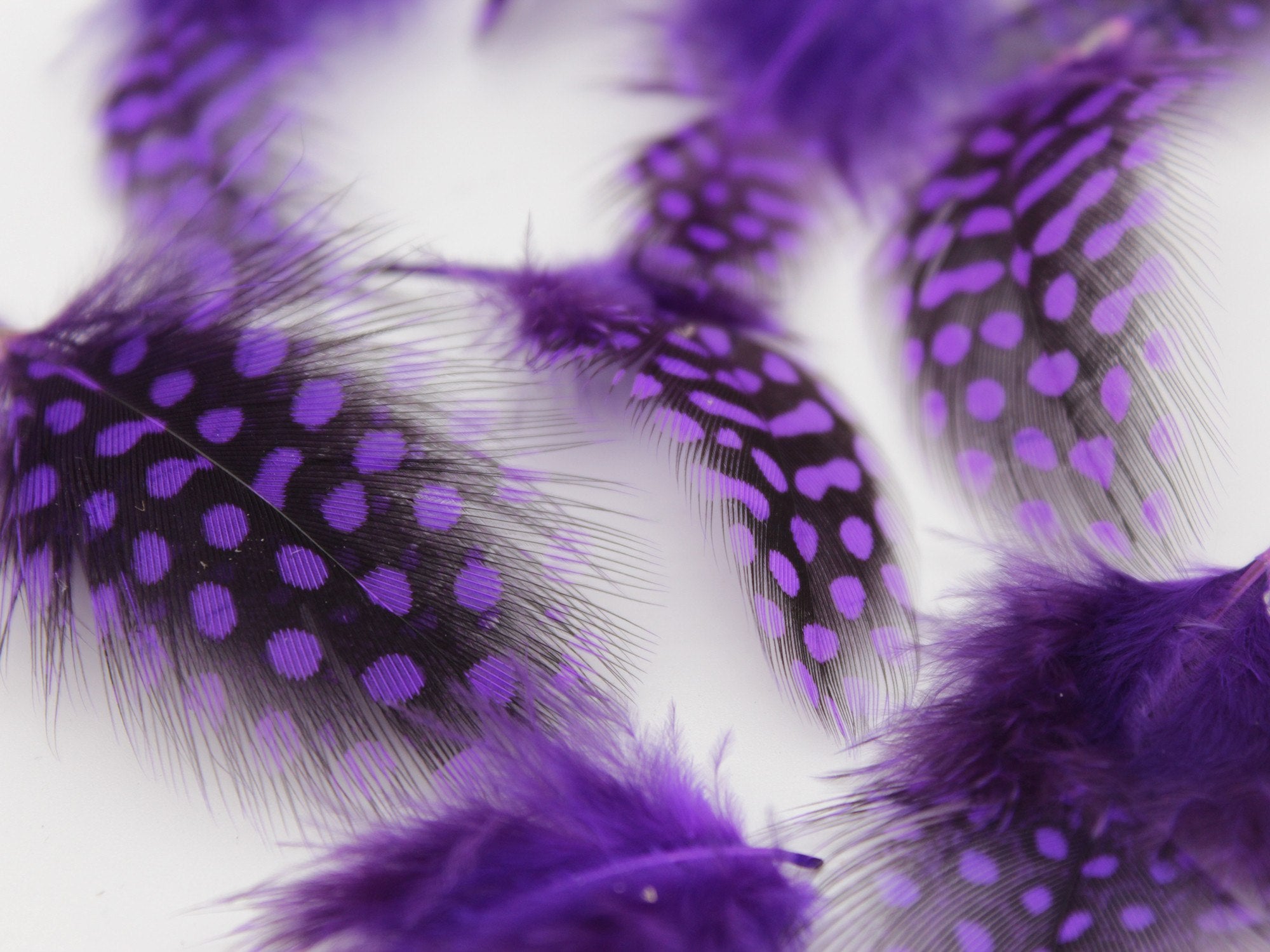 Purple Guinea Fowl Plumage Feathers – Feather Buy