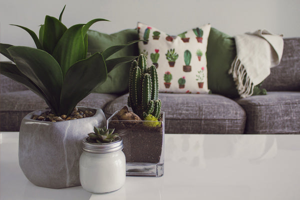 cactus plant in home 