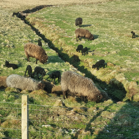 Coloured ewes and black lambs grazing at Bakka