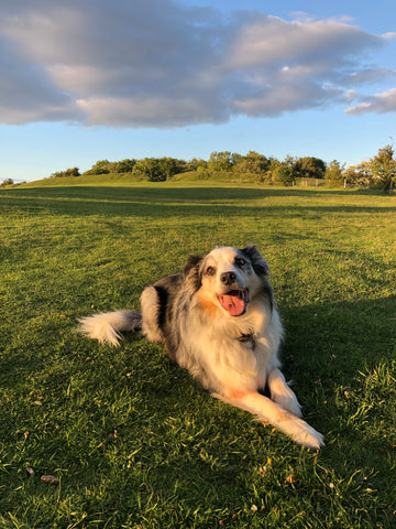 Willow the blue merl border collie in a field