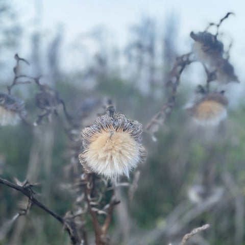 silvery thistle plant in autumn backdrop