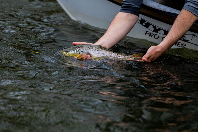 Einzelne Person lässt den gefangenen Fisch wieder ins Wasser zurück