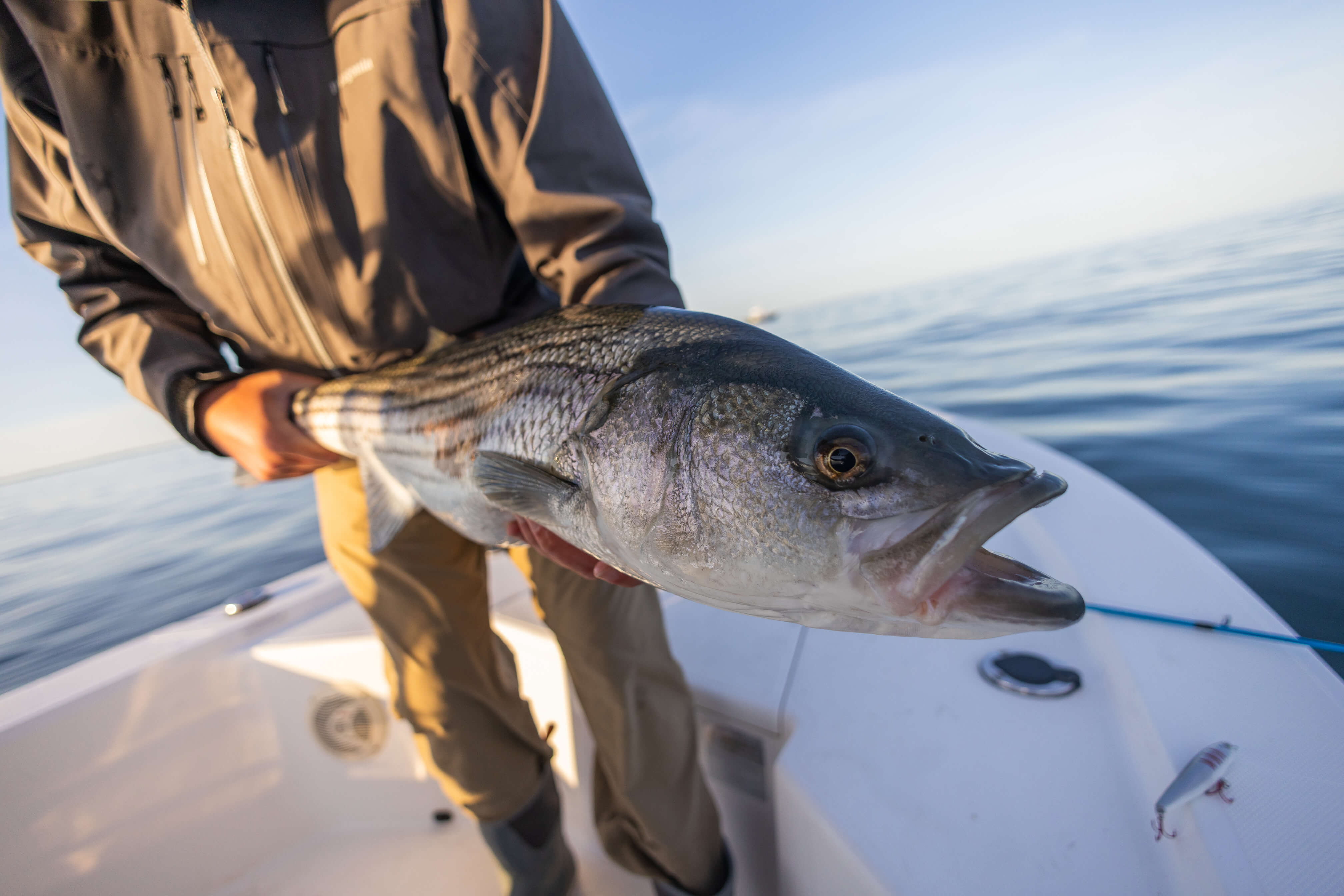 Striped Bass Fishing in Long Island Sound – Cortland Line Company