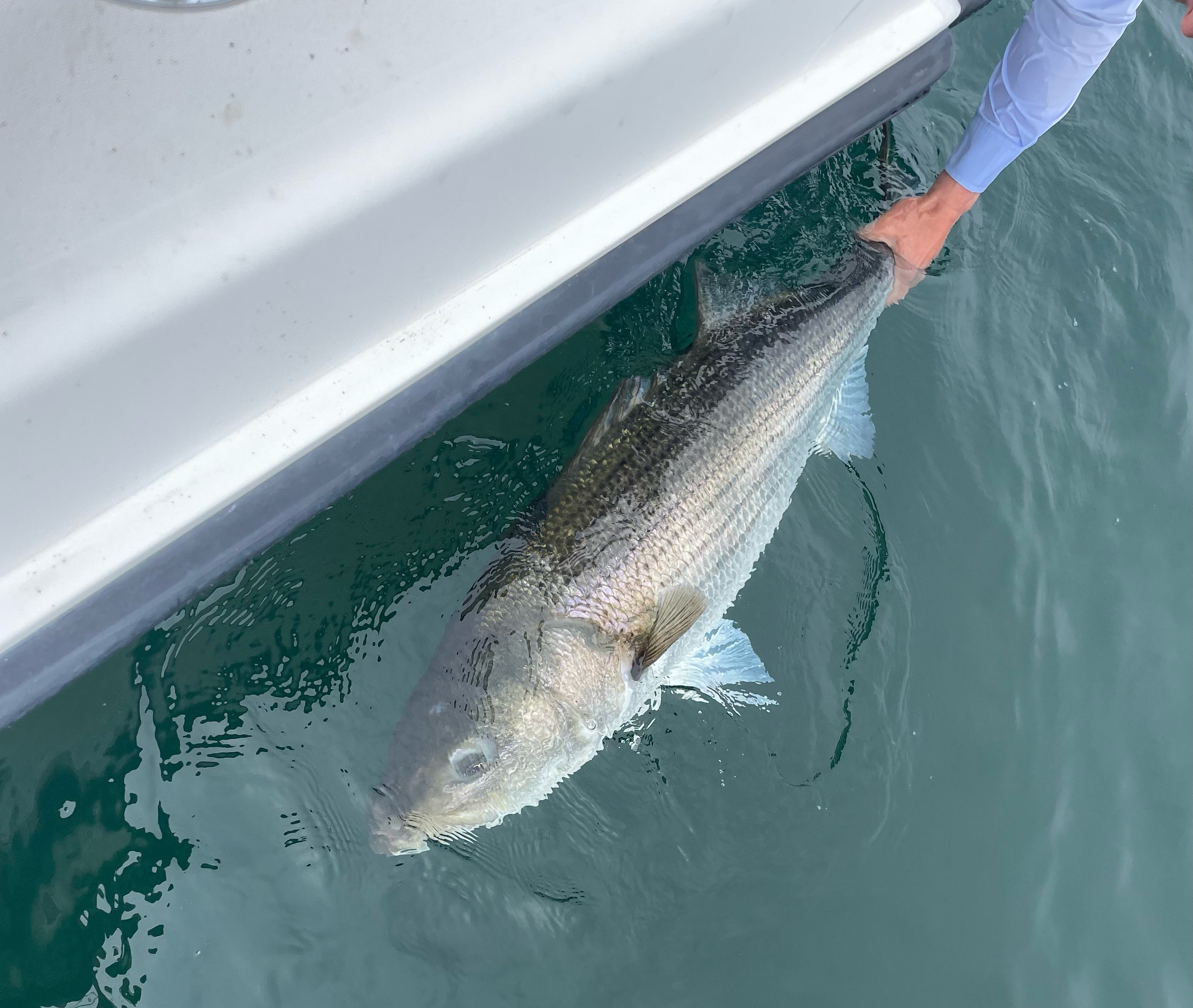 An outstretched arm holding onto the end of a striped bass that is submerged underwater