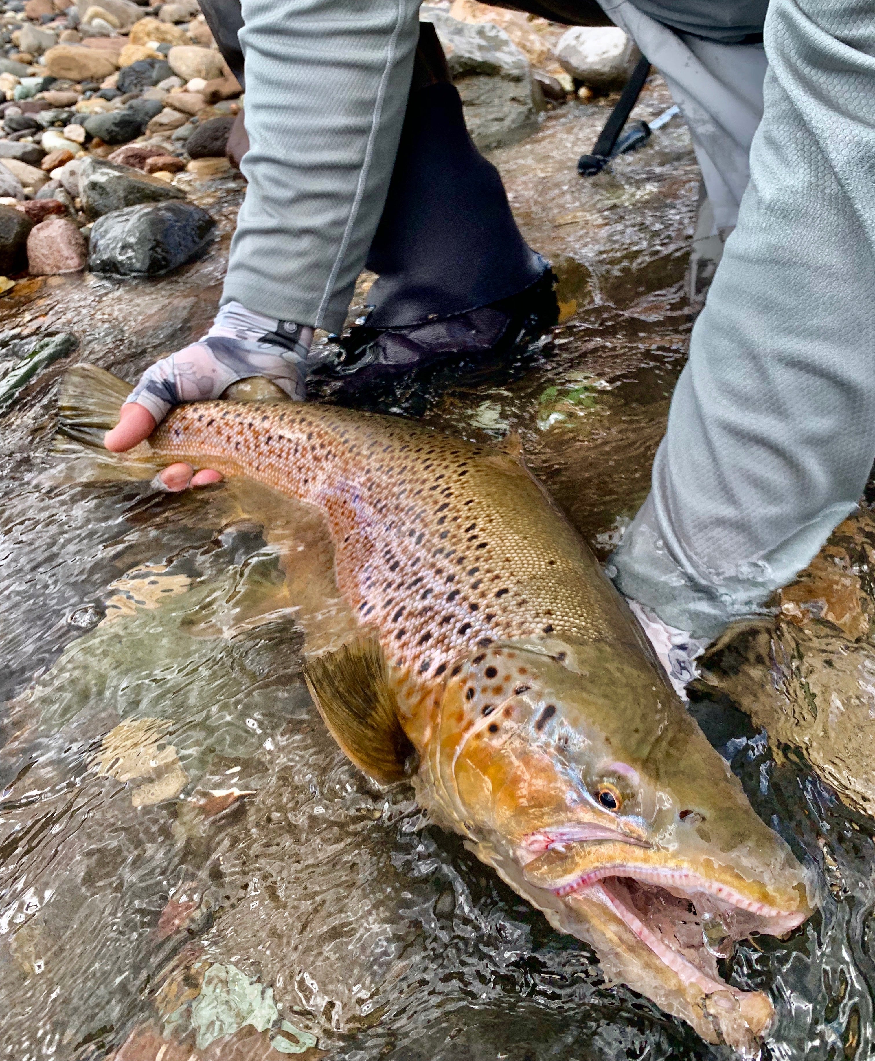 Outstretched arms holding onto a trout in a low stream 