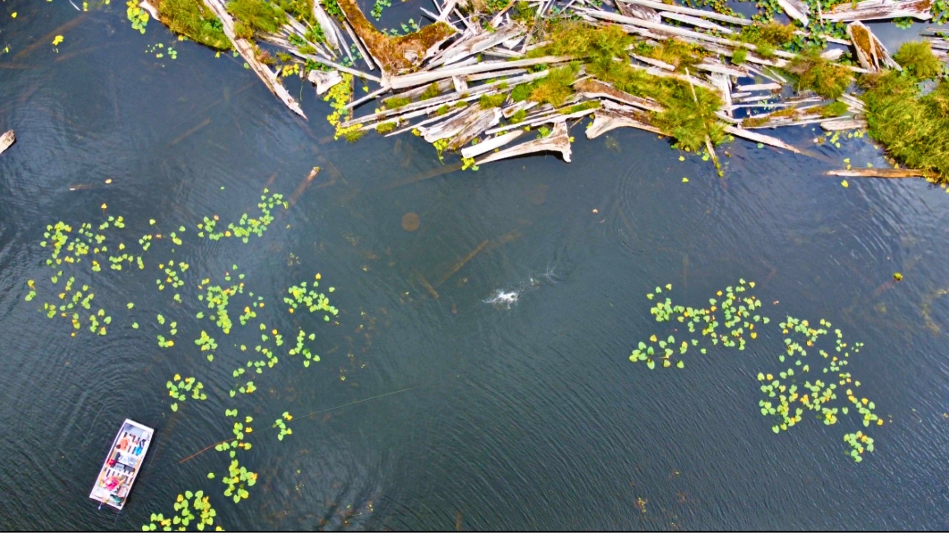 Aerial shot of someone fly fishing on a boat