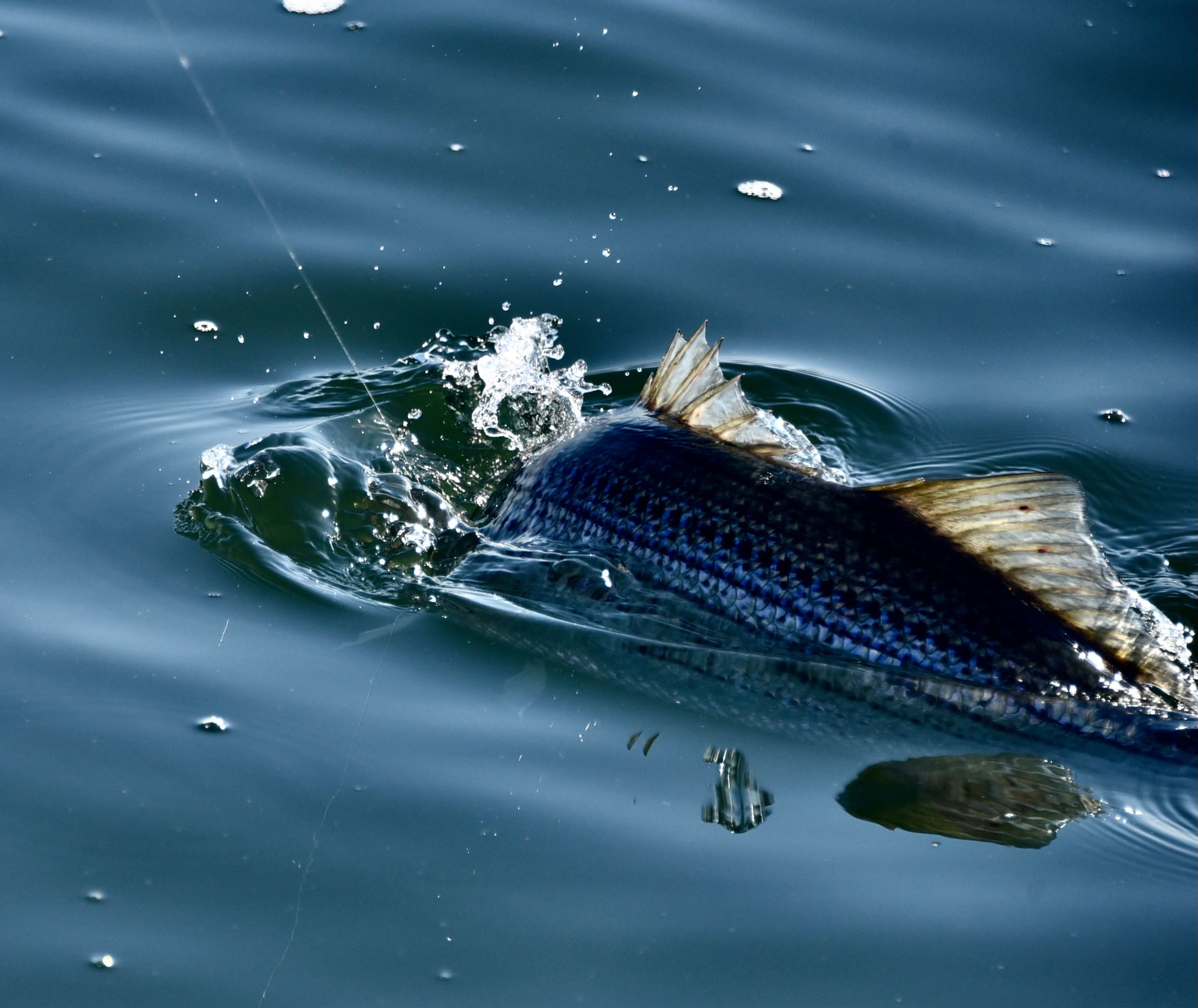 Barsche tauchen zurück ins Wasser, während sie an einer Fliegenfischerschnur gefangen werden