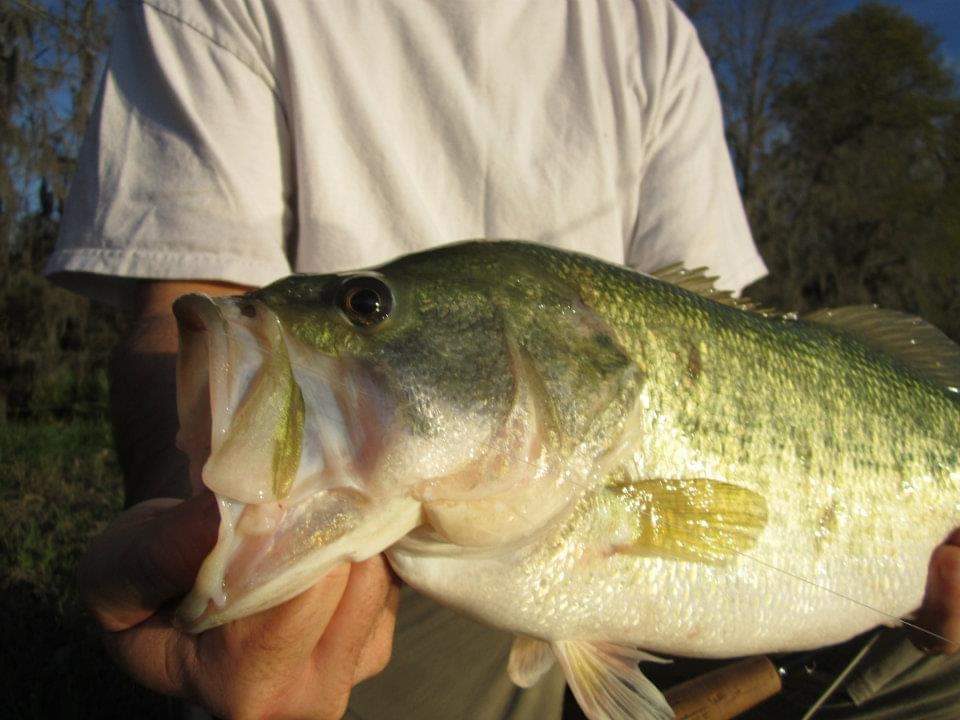 Lubina sostenida por un pescador