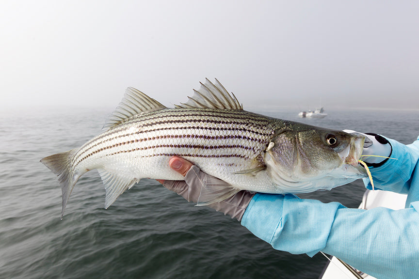Someone holding onto a striped bass in a light blue hoodie and grey water in the background