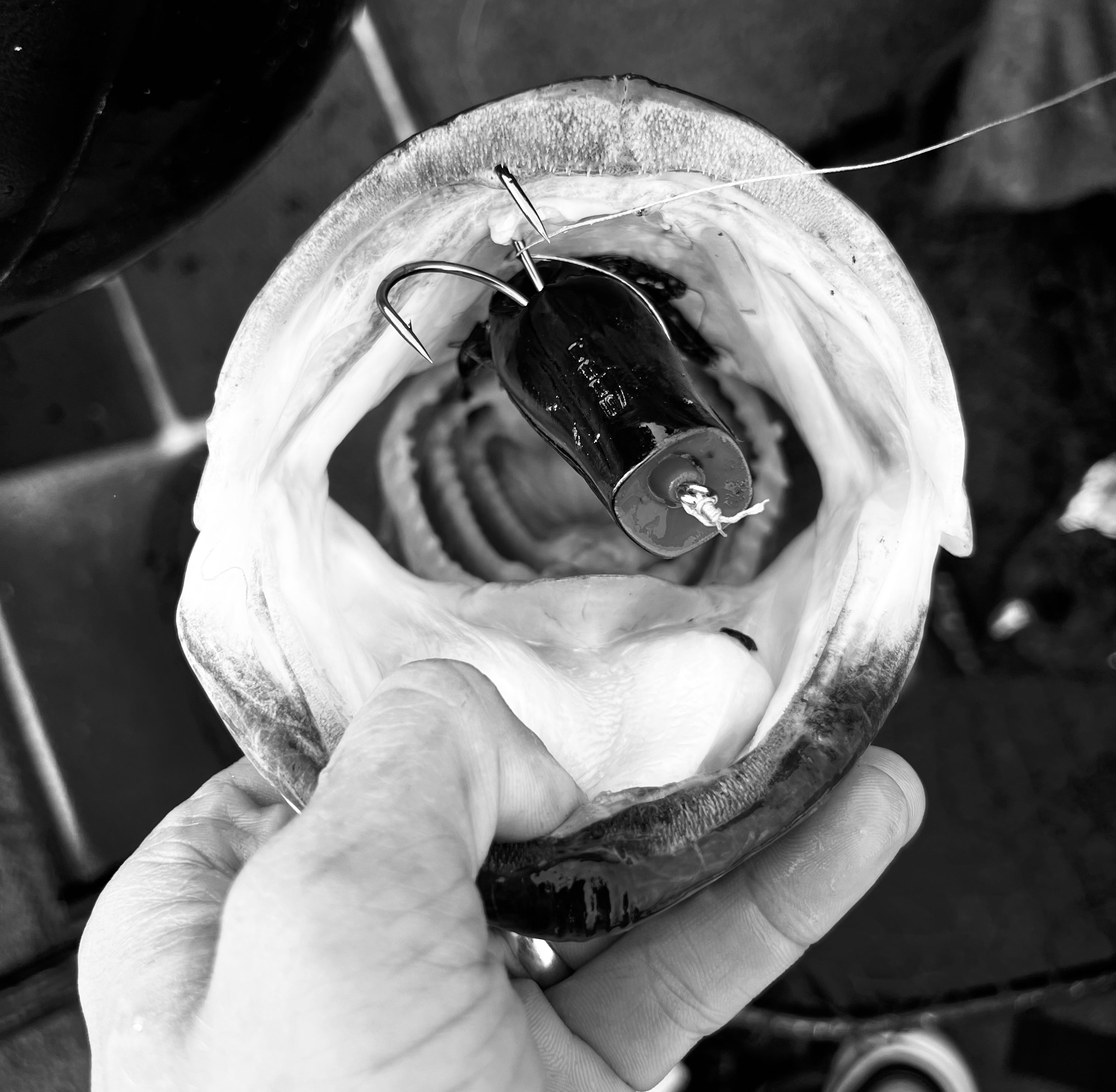 Bass with a frog fishing lure in its mouth