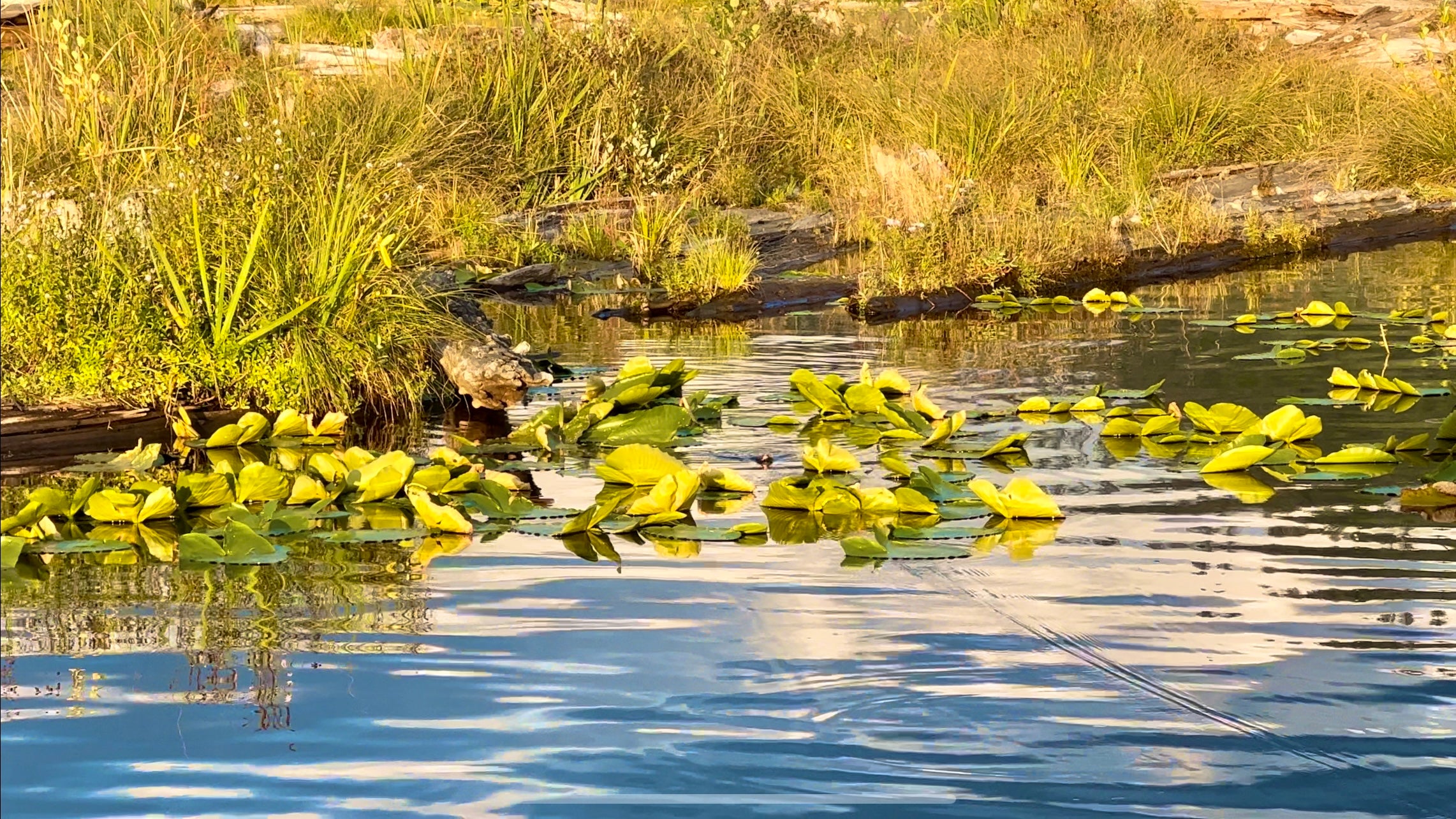 Das Ufer eines Gewässers mit grüner Vegetation und Seerosenblättern im Wasser