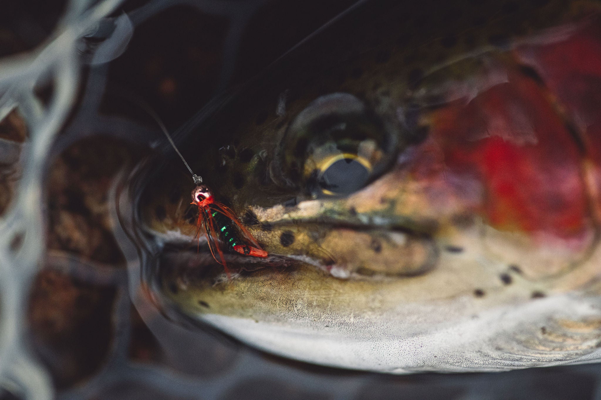 Nahaufnahme eines Fisches mit einer Fliegenfischerfliege im Maul