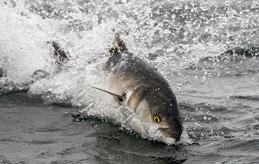 A striped bass emerging from the water