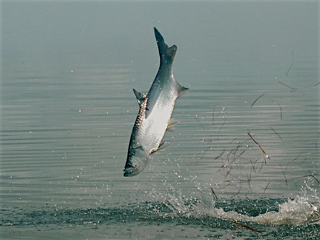 Tarpon diving back into the water