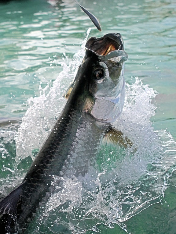 Tarpon jumping out of the water going for a lure