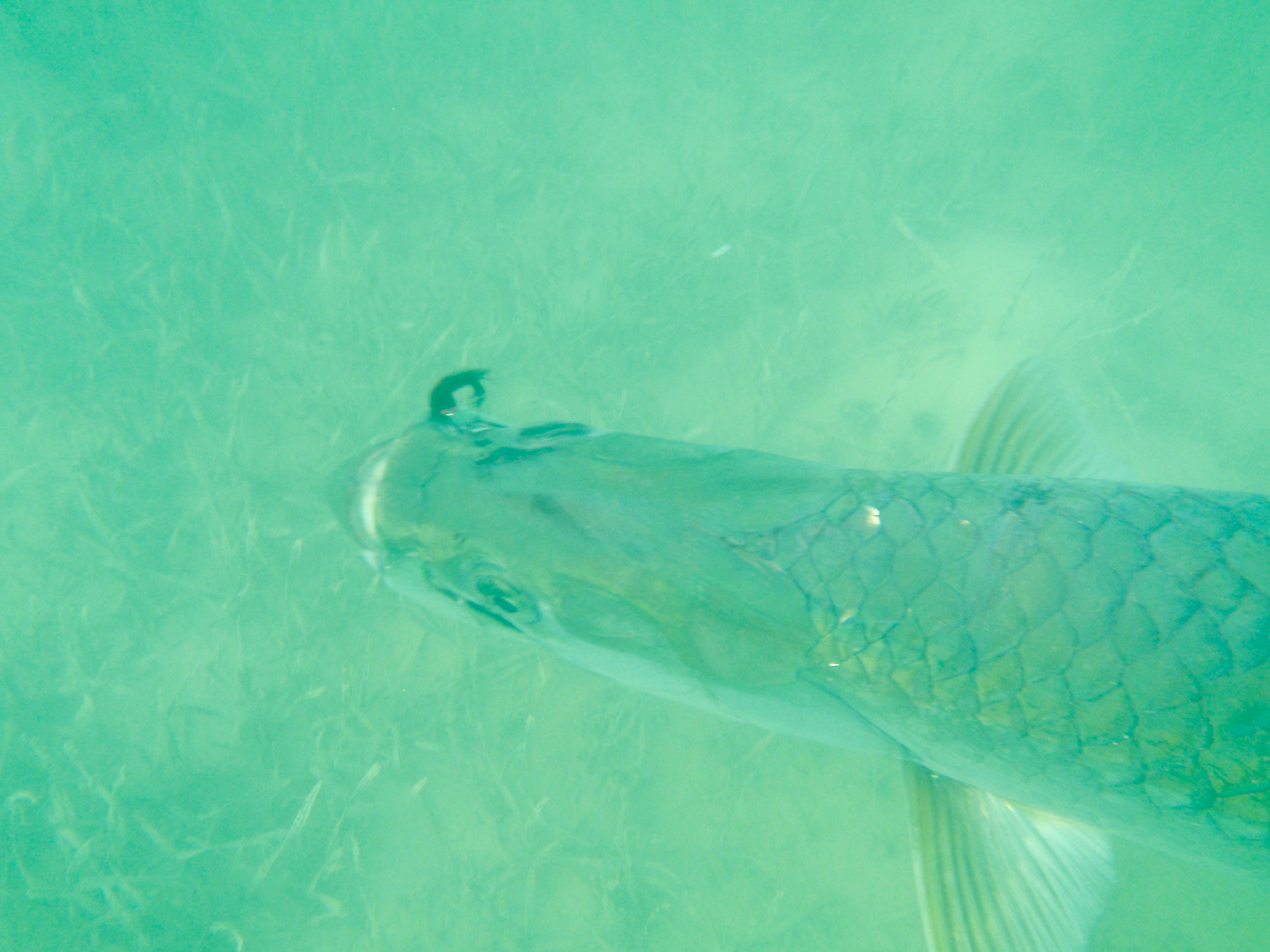 Tarpon underwater with a lure in its mouth