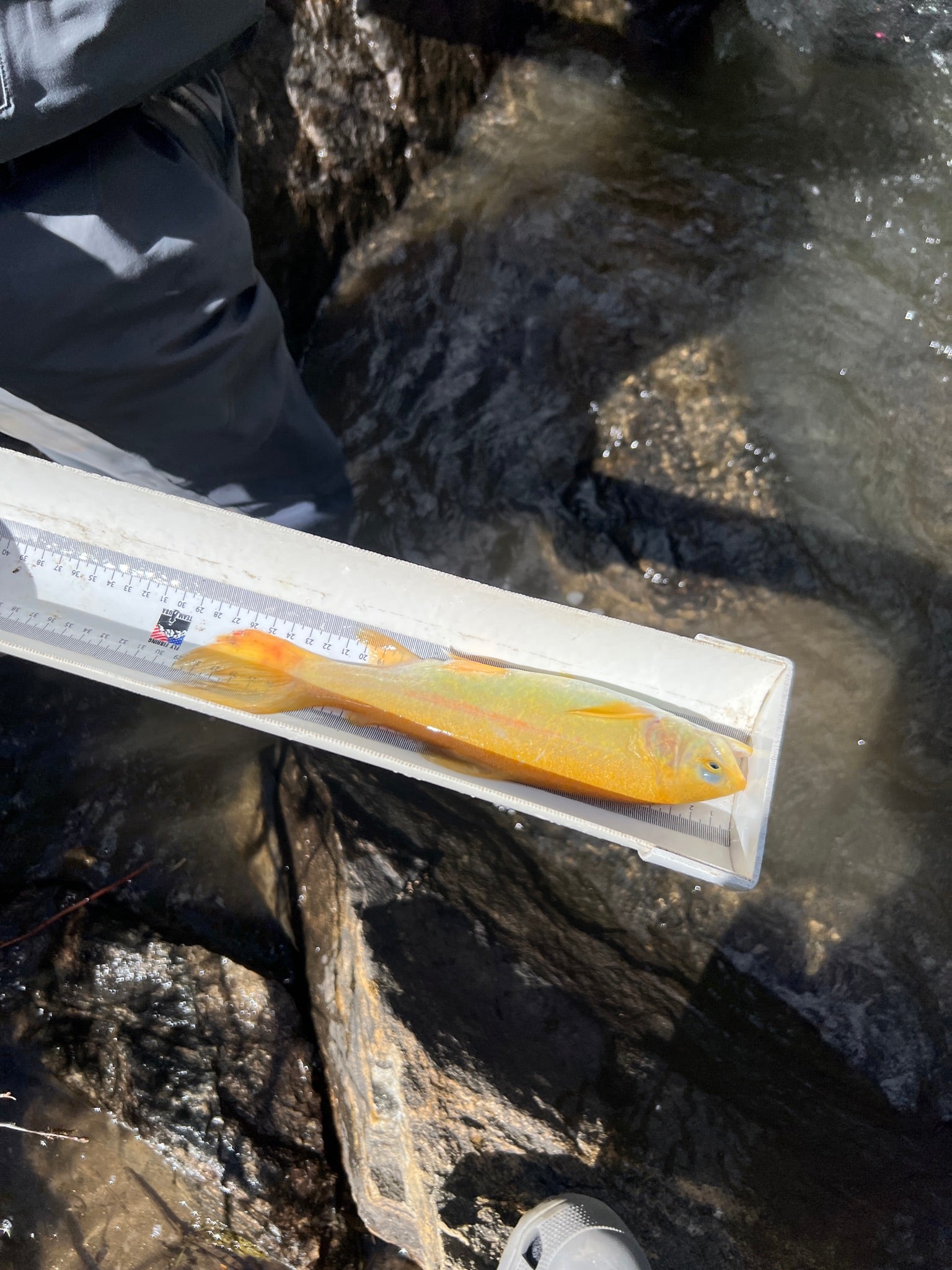 Ein orangefarbener Fisch wird in einem Kerbtrog gemessen.