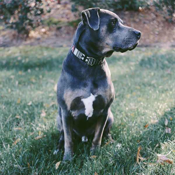 apple watch dog collar