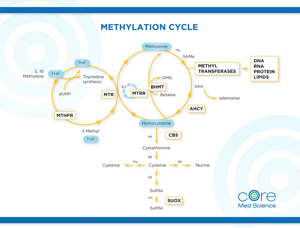 methylation cycle