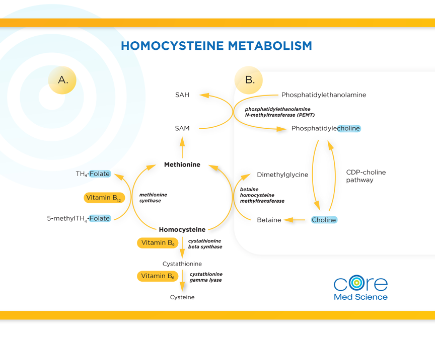 homocysteine-metabolism