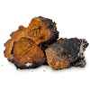 Chaga (Inonotus Abliquus)