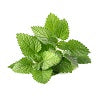 Chinese Mint Herb