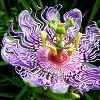 Passion Flower