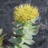 Rhodiola Rosea