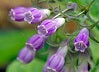 Comfrey