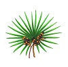 Saw Palmetto