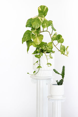 Greenery and plants on stand. Sunday Society