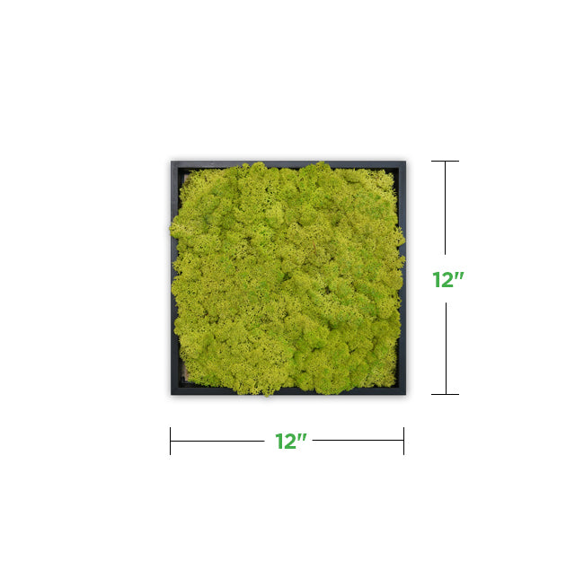 24 x 24 Moss Wall Art Panel Kit - Botanicus Green