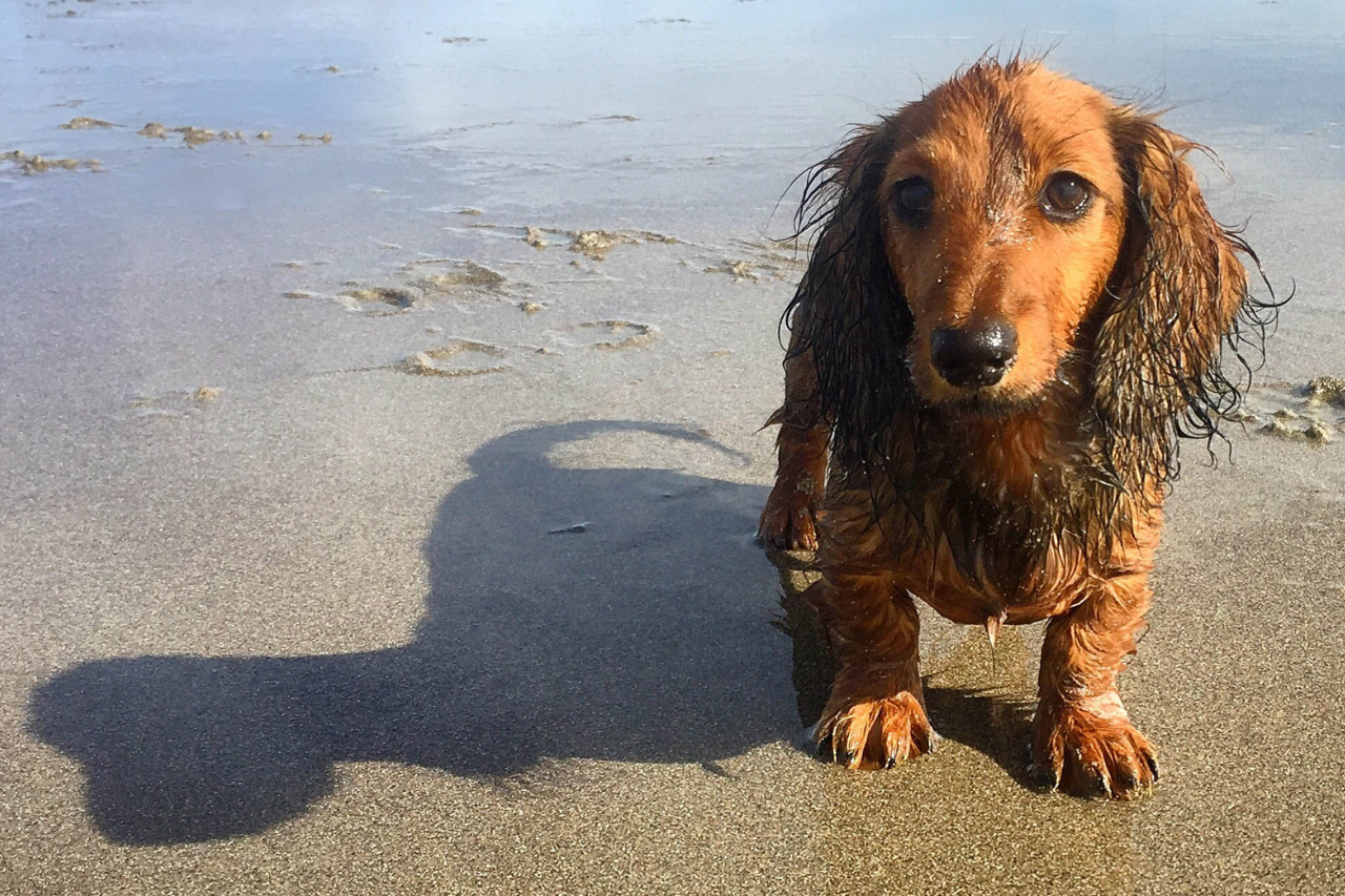 Can My Dog Get Fleas From The Beach Django
