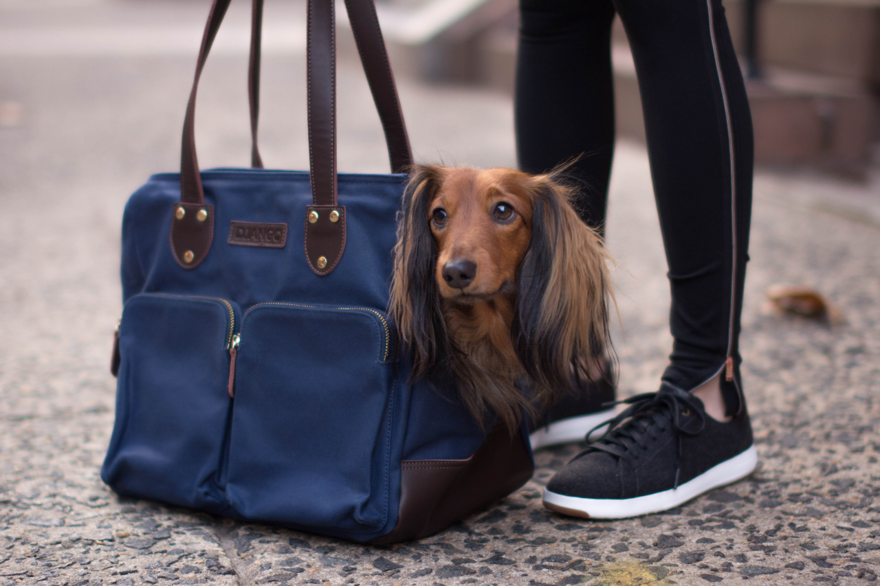 dog carrier backpack for dachshund