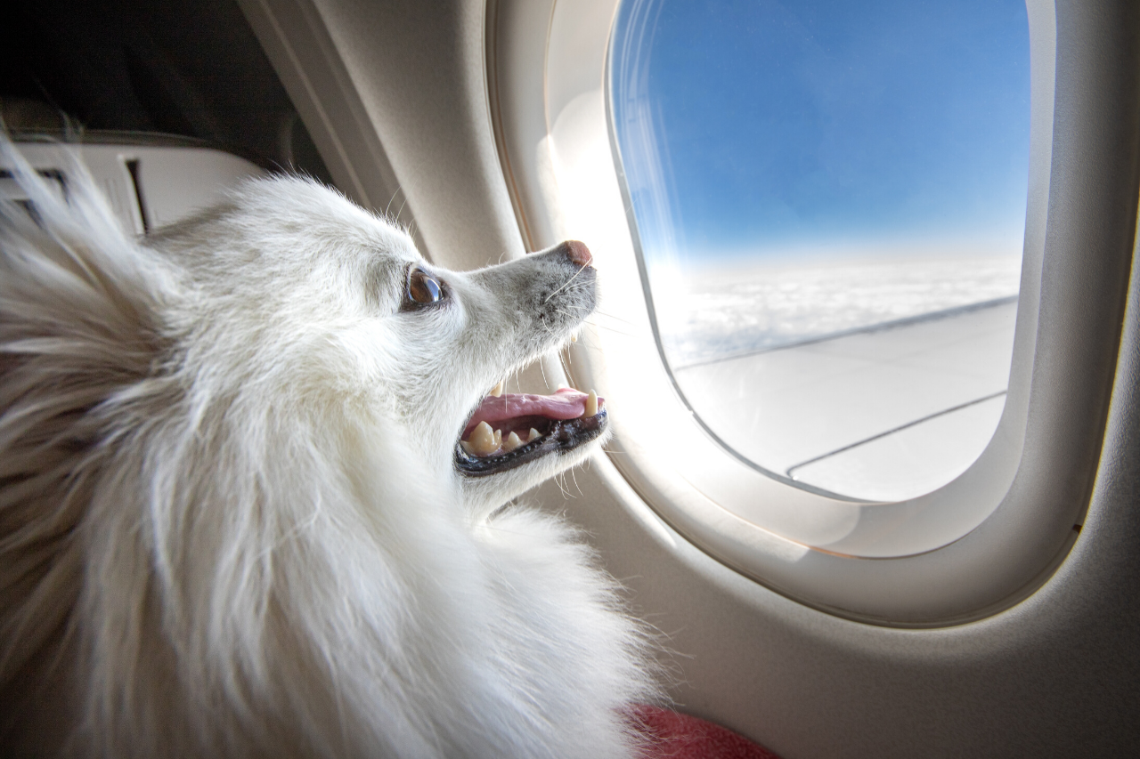airlines that allow dogs in cabin