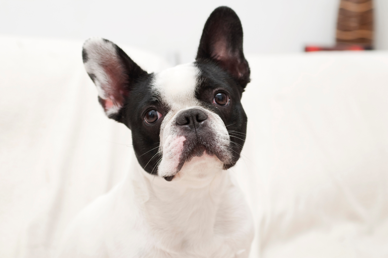 are boston terriers brachycephalic