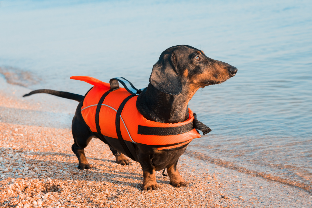 dog buoyancy vest