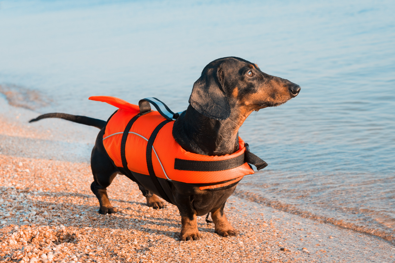 dog water carrier vest