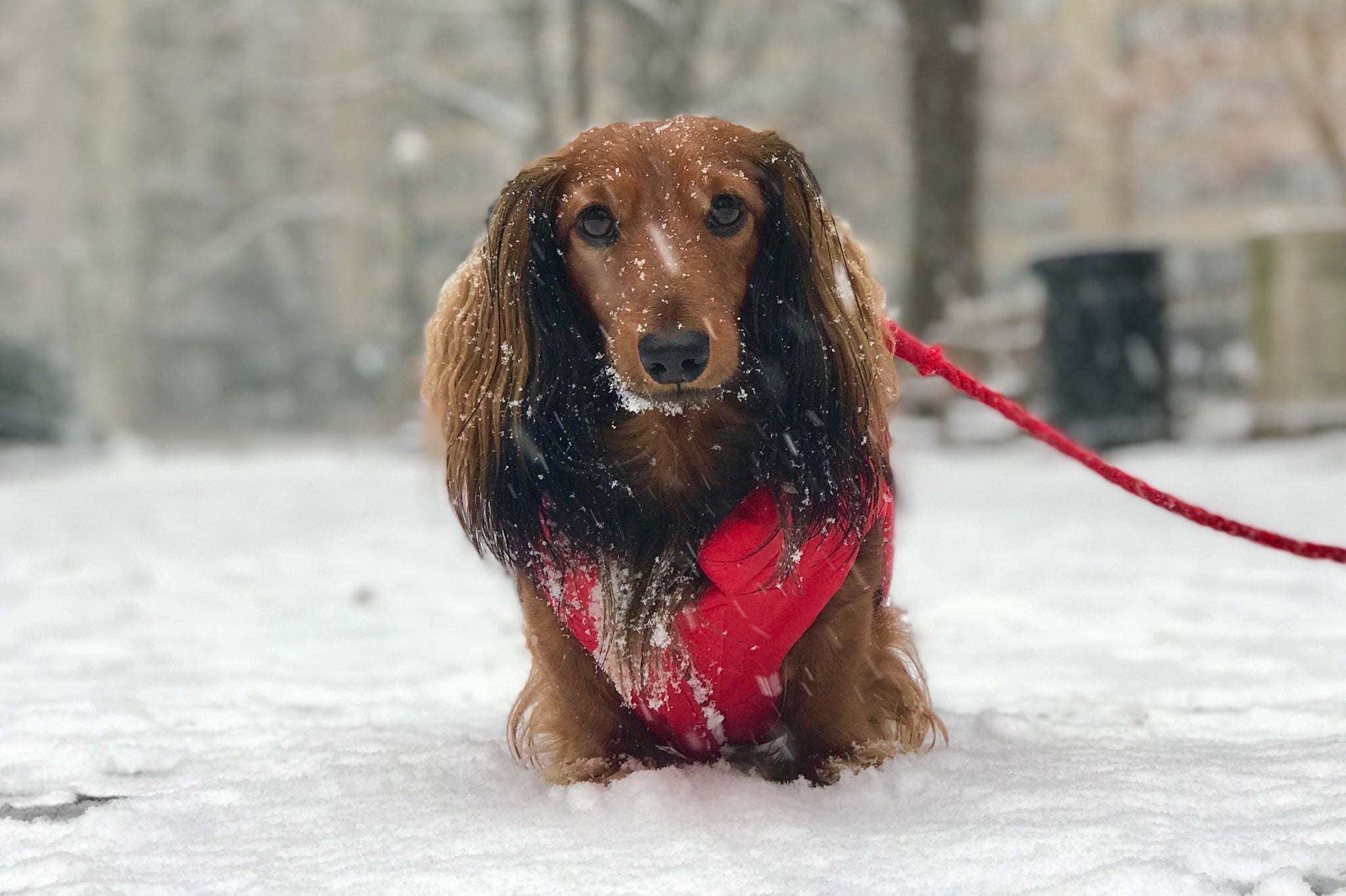 winter dog boots that stay on